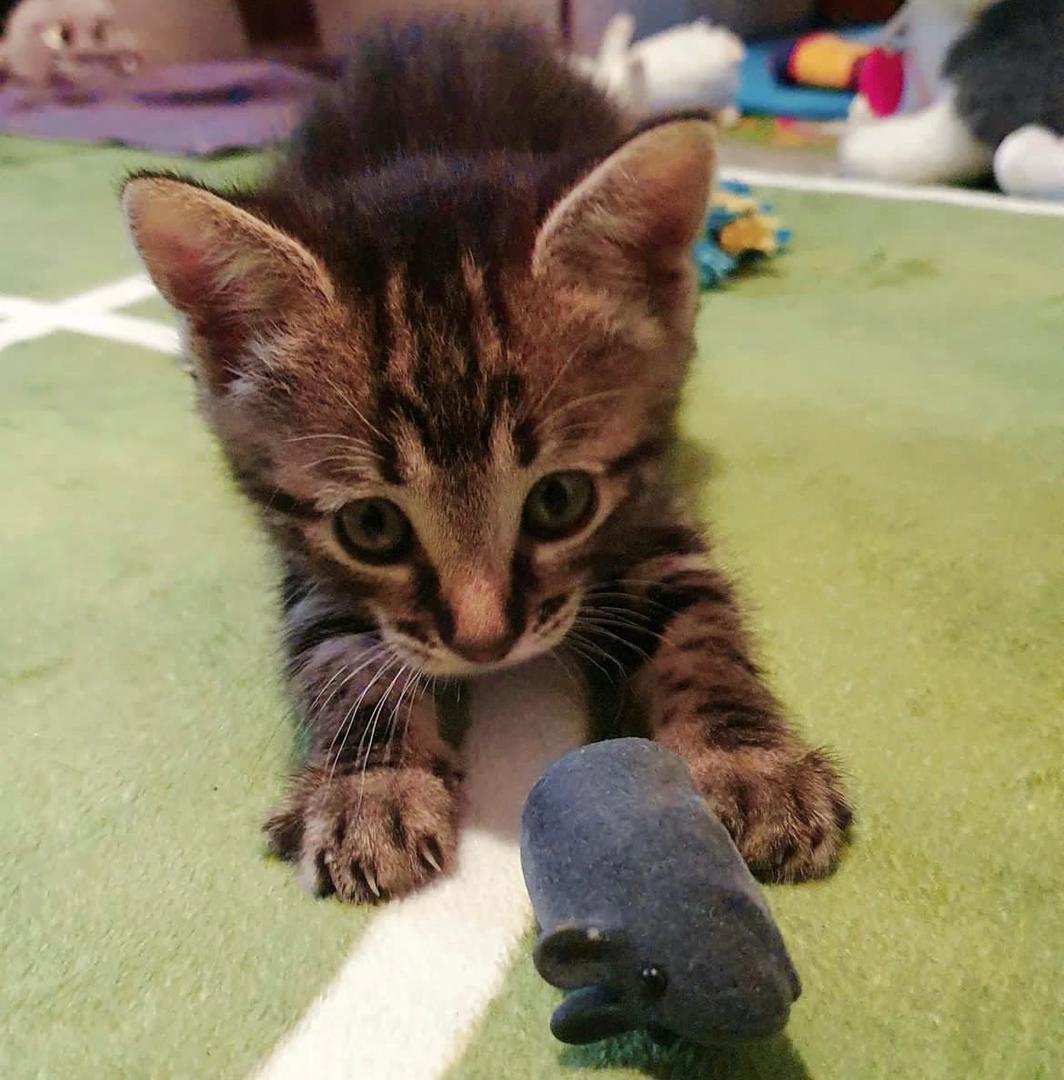 Our Kittens For Sale Sokoke Show