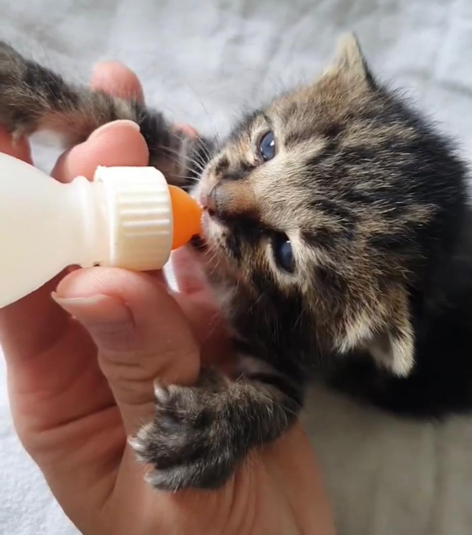 sokoke kitten being fed- Gallery  image