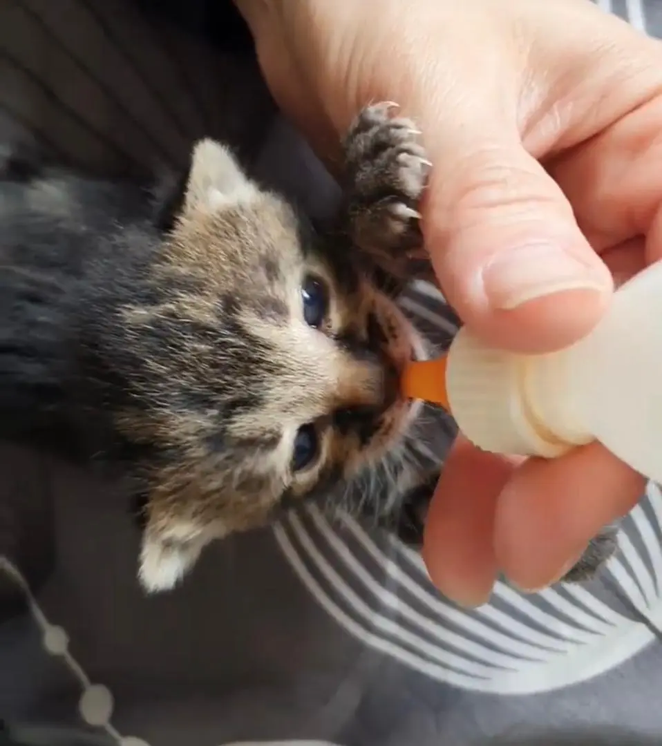 sokokeshow - Gallery Kitten being fed