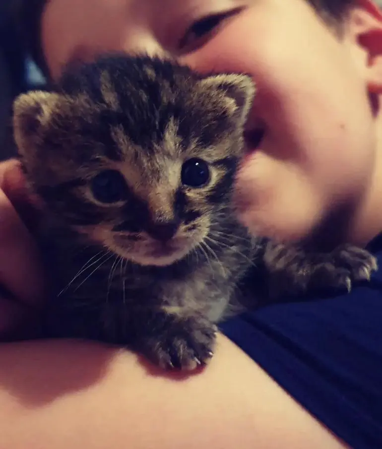 sokoke kitten with daughter